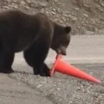 Viral Bear Traffic Video