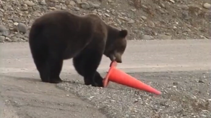 Viral Bear Traffic Video