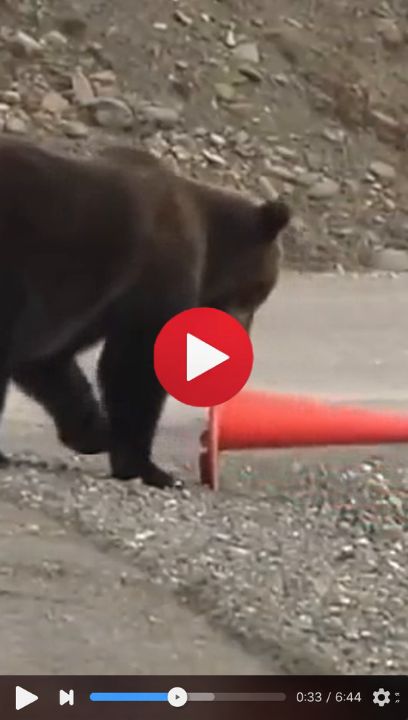 Viral Bear Traffic Video
